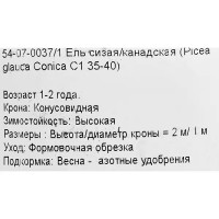 Ель канадская Коника С1 h35-40 см