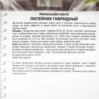 Лилейник гибридный «Литтл Анна Роза», 1 шт.