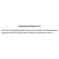 Пеперомия Рейндроп ø12 h5 см