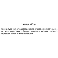 Гербера ø9 h20 см
