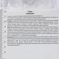 Тюльпан бахромчатый «Ханимун», высота 40 см, 3 шт.