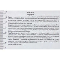 Нарцисс с расщеплённой коронкой «Кассата», высота 40 см, 3 шт.