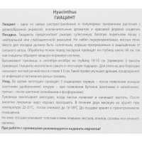 Гиацинт садовый Чайна пинк луковица 14/15, 3 шт.