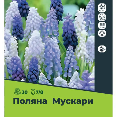 Мускари микс луковицы 7/8, 30 шт.