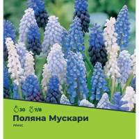 Мускари микс луковицы 7/8, 30 шт.