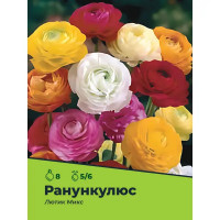 Лютик Ранункулюс микс луковицы 5/6, 8 шт.