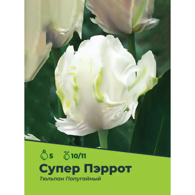 Тюльпан Супер Пэррот луковицы 10/11, 5 шт.