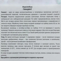 Гиацинт «Блу Перл», высота 30 см, 2 шт.