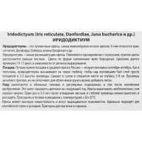 Ирис сетчатый смесь сортов, 10 шт.