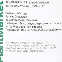 Пузыреплодник калинолистный, С3/40-60 см