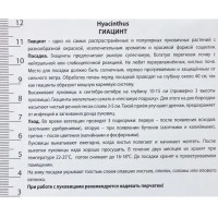 Гиацинт «Антарктика», высота 30 см, 2 шт.