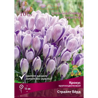 Крокус крупноцветковый Страйпт Берд 7/8, 10 шт.