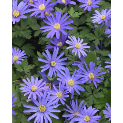 Анемона Бланда Блу Шейдс 5/6, 10 шт.