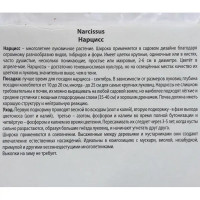 Нарцисс крупнокорончатый «Мон Шери», высота 40 см, 3 шт.