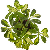 Шеффлера микс d13 h25