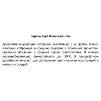 Сирень Иоанская ночь ø15 h30 см