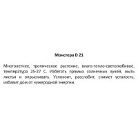 Монстера ø21 h25 см