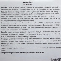 Гиацинт «Блу Стар», высота 30 см, 2 шт.