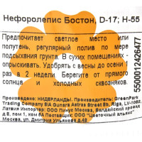 Нефоролепис Бостон 17x55 см