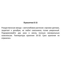 Пуансеттия ø15 h30 см