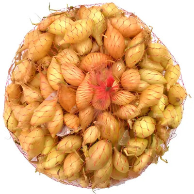 Лук-севок озимый Сеншуй Елоу Глоб луковицы 15 мм 0.45 кг