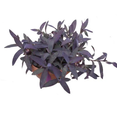 Сеткреазия ø21 h30 см