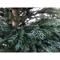 Пихта Нордмана комфорт h175-200 см