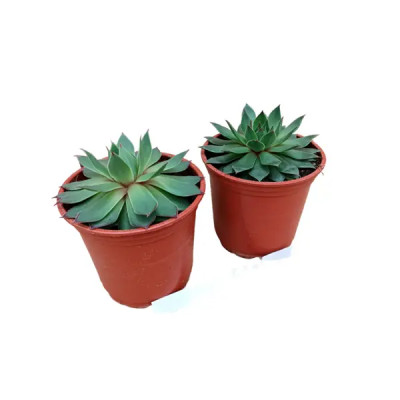 Семпервивум ø11 h15 см