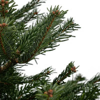 Пихта Нордмана срезанная h150-175 см