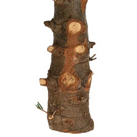 Пихта Нордмана срезанная h150-175 см