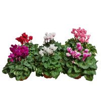 Цикламен микс ø12 см