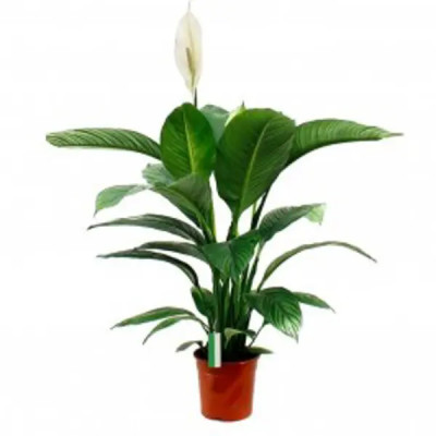 Спатифиллум Сенсейшн ø14 h50 см