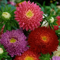 Семена цветов Агроуспех астра Принцесса микс