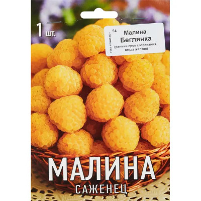 Малина Беглянка ø9 h39 см