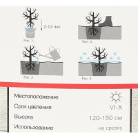 Роза чайно-гибридная Дорис Тистерман h100 см