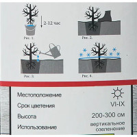 Роза плетистая Компасион h100 см