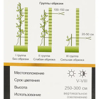 Клематис ботанический Люкс Голден Сюрпрайз h40 см