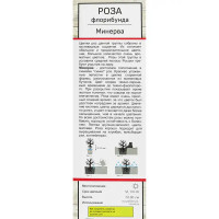 Роза флорибунда Минерва ø5 h35 см