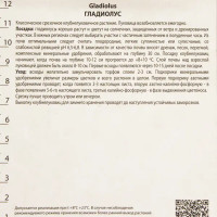 Гладиолусы крупноцветковые «Шоколад», размер луковицы 10/12, 3 шт.