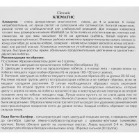 Клематис крупноцветковый Леди Бетти Балфор h200 см