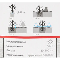 Роза парковая Дитэр Мюллер h40 см