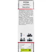 Роза парковая Версайни ø5 h35 см