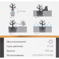 Роза парковая Френч Брекфаст h100 см