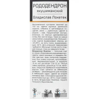 Рододендрон гибридный Владислав Локетек h100 см