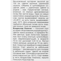 Рододендрон гибридный Владислав Локетек h100 см