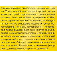 Дуб красный h35 см