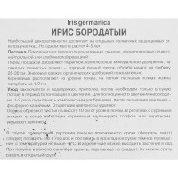 Ирис бородатый Гала Мадрид