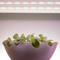 Лента светодиодная для растений Эра Fito-Strip Light 3 м 27 Вт 220-240 В полного спектра