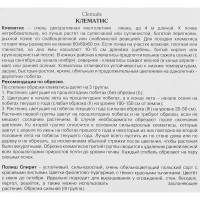 Клематис Полиш Спирит ø12 h17 см