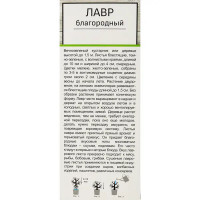 Лавр благородный h37 см